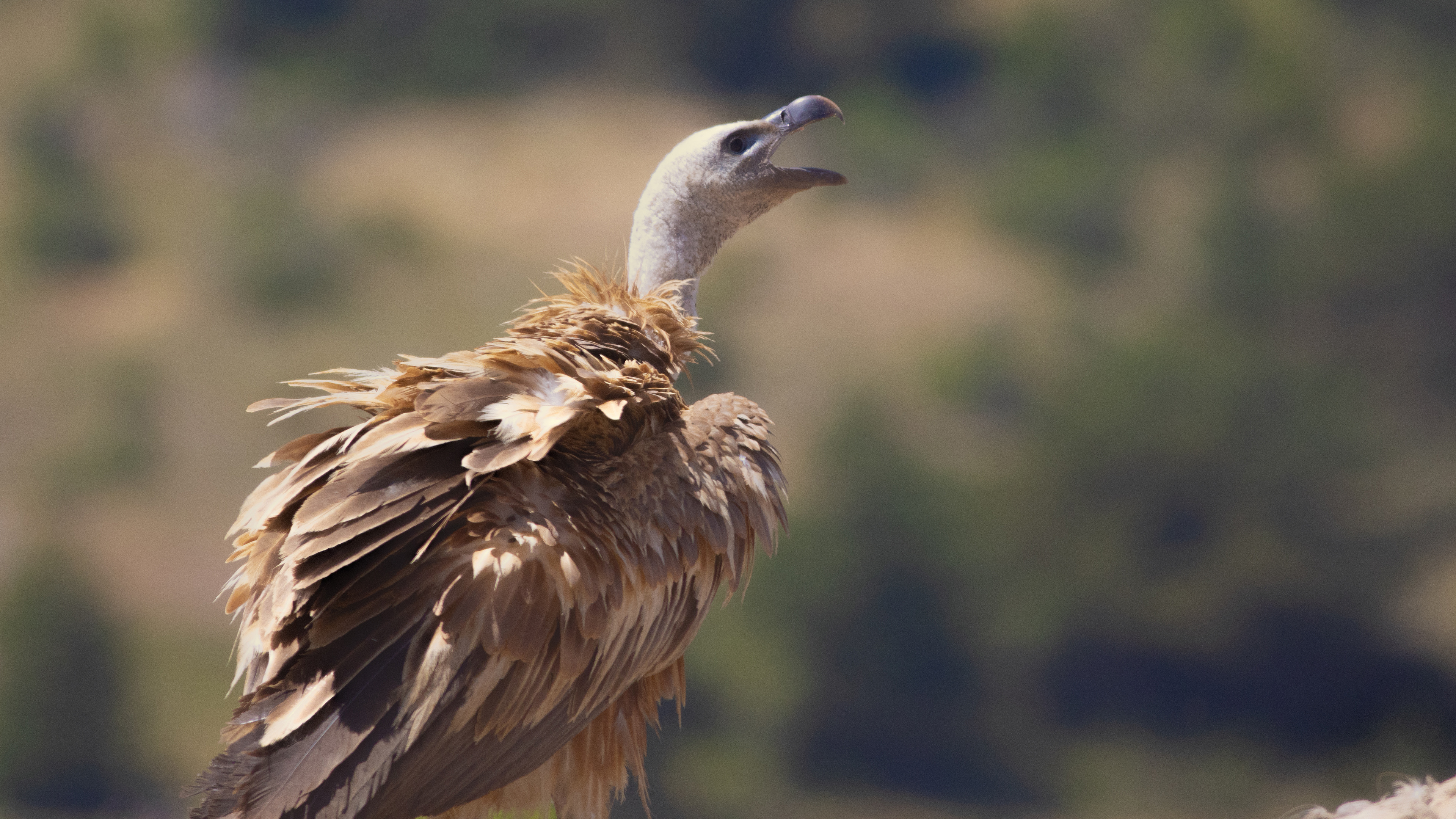 Eurasian Griffon